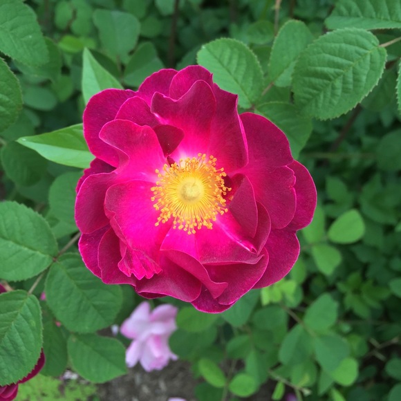 Meet your Posher, Jamie - Picture 1 of 1